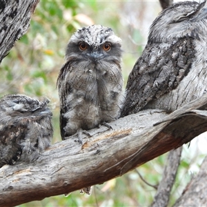 Podargus strigoides (Tawny Frogmouth) at Kambah, ACT by LinePerrins