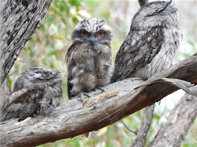 Podargus strigoides (Tawny Frogmouth) at Kambah, ACT - 3 Dec 2024 by LineMarie