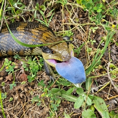 Tiliqua scincoides scincoides (Eastern Blue-tongue) at Braidwood, NSW - 3 Dec 2024 by MatthewFrawley