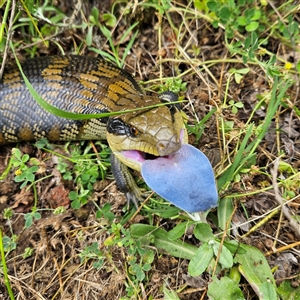 Tiliqua scincoides scincoides (Eastern Blue-tongue) at Braidwood, NSW by MatthewFrawley