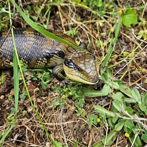 Tiliqua scincoides scincoides at Braidwood, NSW - 3 Dec 2024