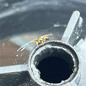 Hylaeus (Gnathoprosopis) euxanthus (Plasterer bee) at Gordon, ACT by GG