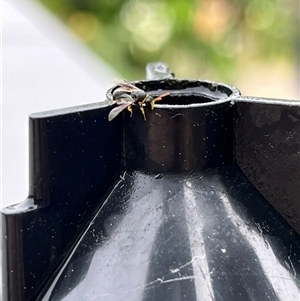 Hylaeus (Gnathoprosopis) euxanthus at Gordon, ACT - 1 Dec 2024 04:40 PM