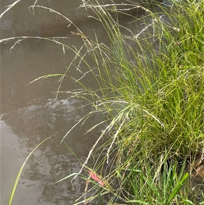 Amphibromus nervosus at Boorowa, NSW - 2 Dec 2024 by JaneR