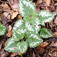 Lamium argentatum (Yellow Archangel) at Jamberoo, NSW - 3 Dec 2024 by plants