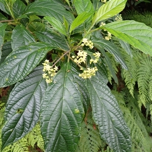 Abrophyllum ornans (Native Hydrangea) at Jamberoo, NSW by plants