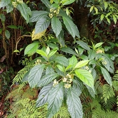 Abrophyllum ornans at Jamberoo, NSW - suppressed