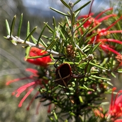 Mictis profana (Crusader Bug) at Bonython, ACT - 20 Nov 2024 by GG