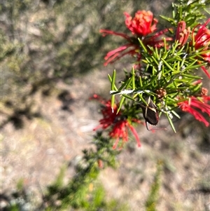 Mictis profana at Bonython, ACT - 20 Nov 2024 12:35 PM