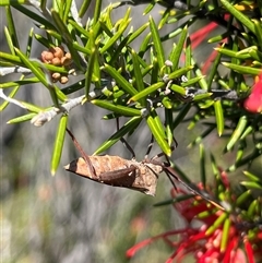 Mictis profana at Bonython, ACT - 20 Nov 2024 12:35 PM