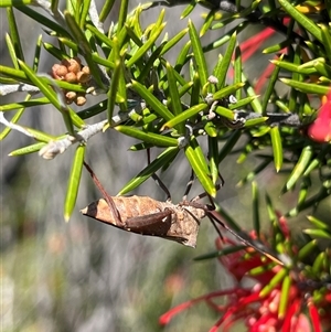 Mictis profana at Bonython, ACT - 20 Nov 2024