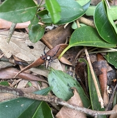 Opisthoncus sp. (genus) (Opisthoncus jumping spider) at Orangeville, NSW - 3 Dec 2024 by elisebird