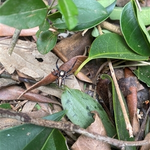 Opisthoncus sp. (genus) at Orangeville, NSW - 3 Dec 2024 11:51 AM