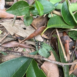 Opisthoncus sp. (genus) at Orangeville, NSW - 3 Dec 2024 11:51 AM