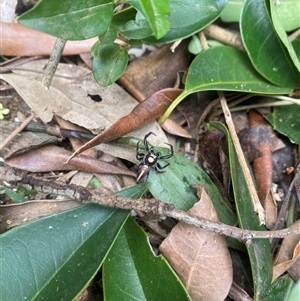 Opisthoncus sp. (genus) at Orangeville, NSW - 3 Dec 2024 11:51 AM