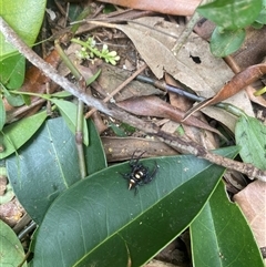 Opisthoncus sp. (genus) at Orangeville, NSW - 3 Dec 2024 11:51 AM