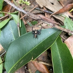 Opisthoncus sp. (genus) at Orangeville, NSW - 3 Dec 2024 11:51 AM