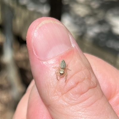 Opisthoncus sp. (genus) (Unidentified Opisthoncus jumping spider) at Gordon, ACT - 16 Nov 2024 by GG