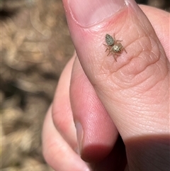 Opisthoncus sp. (genus) at Gordon, ACT - 16 Nov 2024