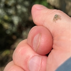 Opisthoncus sp. (genus) at Gordon, ACT - 16 Nov 2024