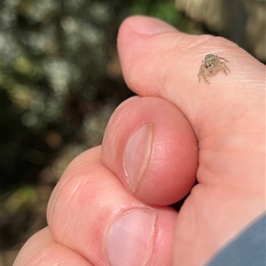 Opisthoncus sp. (genus) at Gordon, ACT - 16 Nov 2024