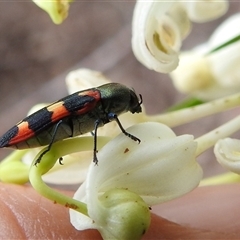 Castiarina sexplagiata (Jewel beetle) at Acton, ACT - 3 Dec 2024 by HelenCross