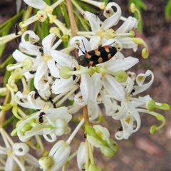 Castiarina sexplagiata at Acton, ACT - 3 Dec 2024