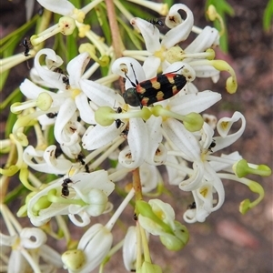 Castiarina sexplagiata at Acton, ACT - 3 Dec 2024