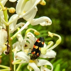 Castiarina sexplagiata at Acton, ACT - 3 Dec 2024