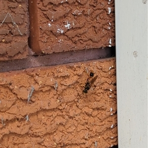 Sceliphron sp. (formosum or laetum) (Sceliphron mud dauber wasp) at Mount Kembla, NSW by BackyardHabitatProject