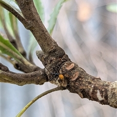 Pristhesancus plagipennis (Bee Killer Assassin Bug) at Mount Kembla, NSW - 3 Dec 2024 by BackyardHabitatProject