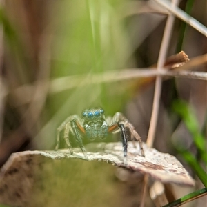 Unidentified Jumping or peacock spider (Salticidae) at Bungonia, NSW by Miranda