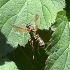 Polistes (Polistes) chinensis (Asian paper wasp) at Gordon, ACT - 3 Dec 2024 by GG