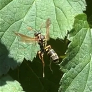 Polistes (Polistes) chinensis (Asian paper wasp) at Gordon, ACT by GG