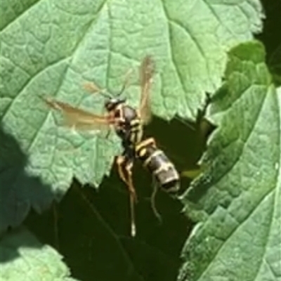 Unidentified Insect at Gordon, ACT - 3 Dec 2024 by GG