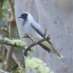 Coracina novaehollandiae (Black-faced Cuckooshrike) at Kangaroo Valley, NSW - 3 Dec 2024 by lbradley