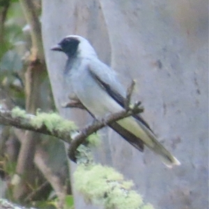 Coracina novaehollandiae (Black-faced Cuckooshrike) at Kangaroo Valley, NSW by lbradley