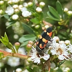 Castiarina sexplagiata at Uriarra Village, ACT - 2 Dec 2024