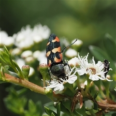 Castiarina sexplagiata at Uriarra Village, ACT - 2 Dec 2024