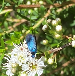 Pollanisus (genus) at Uriarra Village, ACT - 2 Dec 2024 02:12 PM