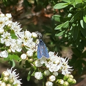 Pollanisus (genus) at Uriarra Village, ACT - 2 Dec 2024 02:12 PM