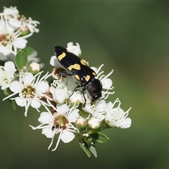 Castiarina australasiae (A jewel beetle) at Uriarra Village, ACT - 2 Dec 2024 by RAllen