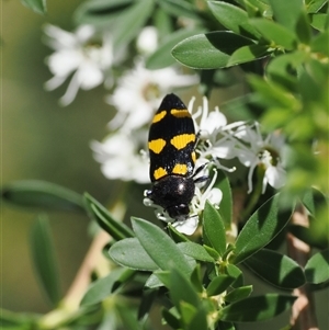 Castiarina australasiae at Uriarra Village, ACT - 2 Dec 2024