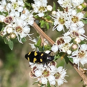 Castiarina australasiae at Uriarra Village, ACT - 2 Dec 2024 02:26 PM