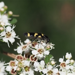 Castiarina australasiae at Uriarra Village, ACT - 2 Dec 2024