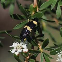 Castiarina bifasciata (Jewel beetle) at Uriarra Village, ACT - 2 Dec 2024 by RAllen