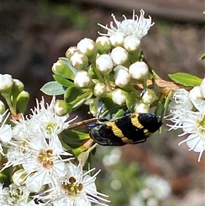 Castiarina bifasciata at Uriarra Village, ACT - 2 Dec 2024