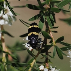 Castiarina bifasciata at Uriarra Village, ACT - 2 Dec 2024