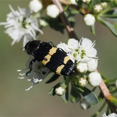 Castiarina bifasciata at Uriarra Village, ACT - 2 Dec 2024