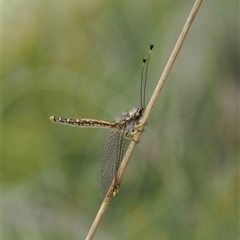 Ascalaphidae (family) at Uriarra Village, ACT - 2 Dec 2024 by RAllen